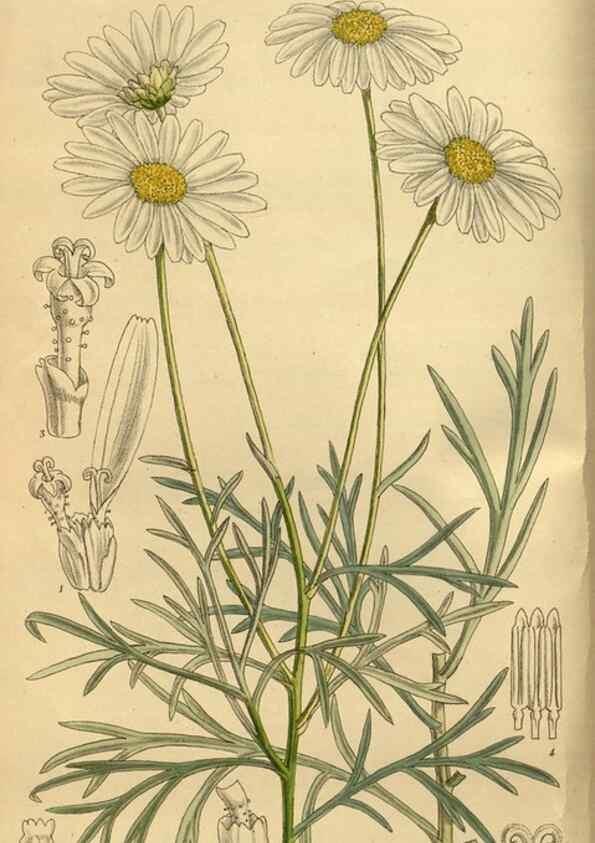 Reproducción/Reproduction 35248171353: Curtis's botanical magazine.. London ; New York [etc.] :Academic Press [etc.]