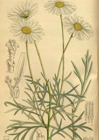 Reproducción/Reproduction 35248171353: Curtis's botanical magazine.. London ; New York [etc.] :Academic Press [etc.]