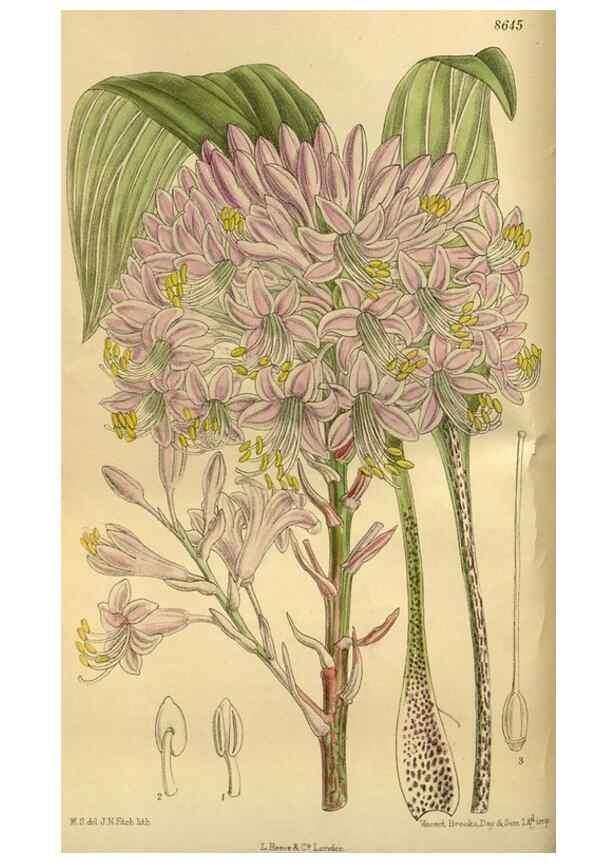 Reproducción/Reproduction 35248172333: Curtis's botanical magazine.. London ; New York [etc.] :Academic Press [etc.]