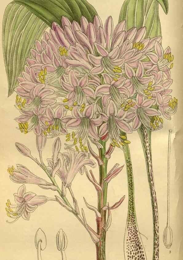 Reproducción/Reproduction 35248172333: Curtis's botanical magazine.. London ; New York [etc.] :Academic Press [etc.]