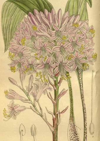 Reproducción/Reproduction 35248172333: Curtis's botanical magazine.. London ; New York [etc.] :Academic Press [etc.]