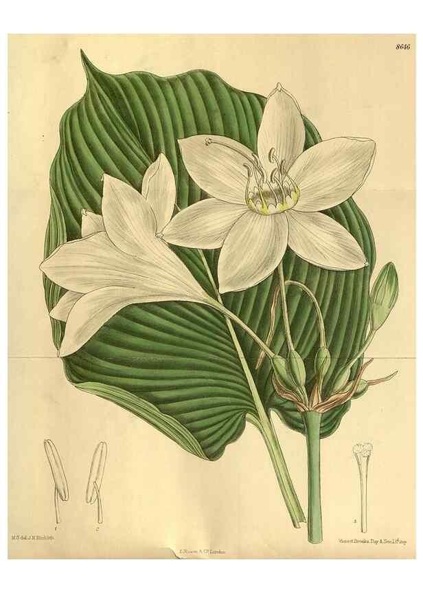 Reproducción/Reproduction 35248173663: Curtis's botanical magazine.. London ; New York [etc.] :Academic Press [etc.]