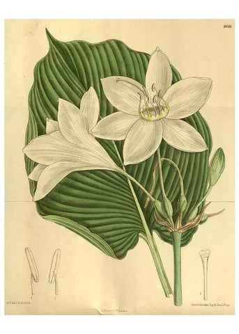 Reproducción/Reproduction 35248173663: Curtis's botanical magazine.. London ; New York [etc.] :Academic Press [etc.]