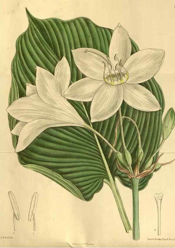 Reproducción/Reproduction 35248173663: Curtis's botanical magazine.. London ; New York [etc.] :Academic Press [etc.]