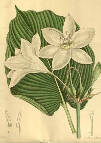 Reproducción/Reproduction 35248173663: Curtis's botanical magazine.. London ; New York [etc.] :Academic Press [etc.]