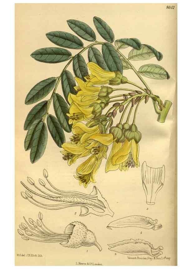 Reproducción/Reproduction 35248174933: Curtis's botanical magazine.. London ; New York [etc.] :Academic Press [etc.]