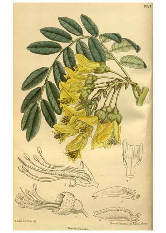 Reproducción/Reproduction 35248174933: Curtis's botanical magazine.. London ; New York [etc.] :Academic Press [etc.]
