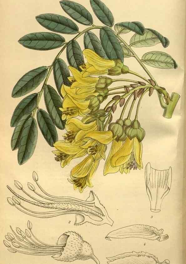 Reproducción/Reproduction 35248174933: Curtis's botanical magazine.. London ; New York [etc.] :Academic Press [etc.]
