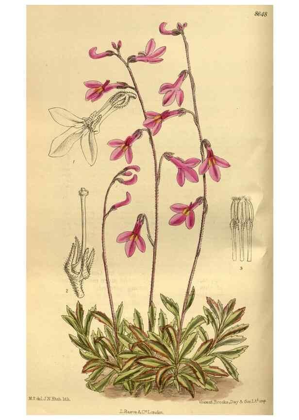 Reproducción/Reproduction 35217462464: Curtis's botanical magazine.. London ; New York [etc.] :Academic Press [etc.]