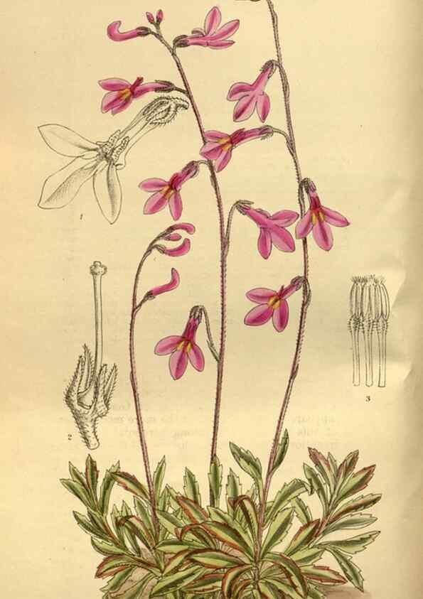 Reproducción/Reproduction 35217462464: Curtis's botanical magazine.. London ; New York [etc.] :Academic Press [etc.]