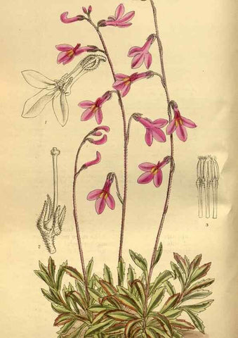 Reproducción/Reproduction 35217462464: Curtis's botanical magazine.. London ; New York [etc.] :Academic Press [etc.]