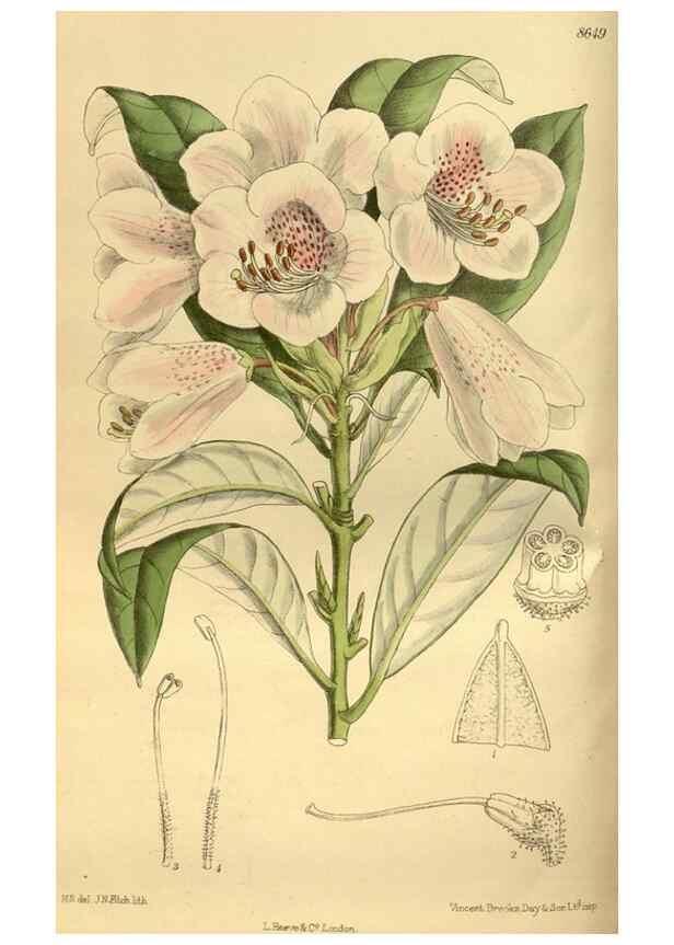 Reproducción/Reproduction 35248177913: Curtis's botanical magazine.. London ; New York [etc.] :Academic Press [etc.]