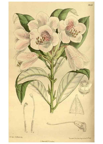 Reproducción/Reproduction 35248177913: Curtis's botanical magazine.. London ; New York [etc.] :Academic Press [etc.]