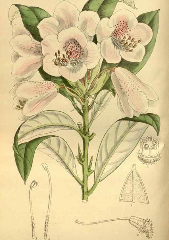 Reproducción/Reproduction 35248177913: Curtis's botanical magazine.. London ; New York [etc.] :Academic Press [etc.]