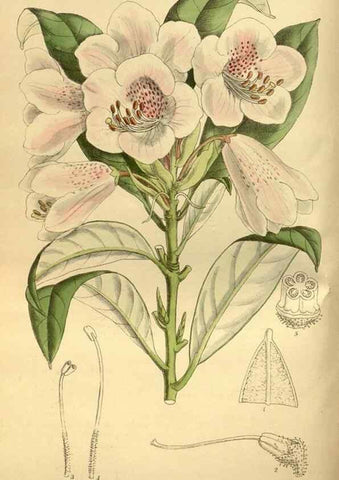 Reproducción/Reproduction 35248177913: Curtis's botanical magazine.. London ; New York [etc.] :Academic Press [etc.]