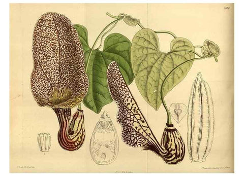 Reproducción/Reproduction 35248179243: Curtis's botanical magazine.. London ; New York [etc.] :Academic Press [etc.]