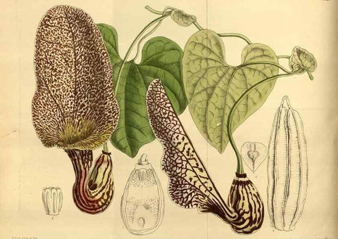 Reproducción/Reproduction 35248179243: Curtis's botanical magazine.. London ; New York [etc.] :Academic Press [etc.]