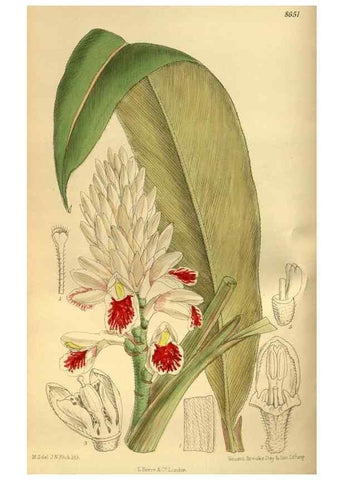 Reproducción/Reproduction 36057081065: Curtis's botanical magazine.. London ; New York [etc.] :Academic Press [etc.]