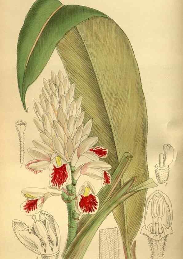 Reproducción/Reproduction 36057081065: Curtis's botanical magazine.. London ; New York [etc.] :Academic Press [etc.]