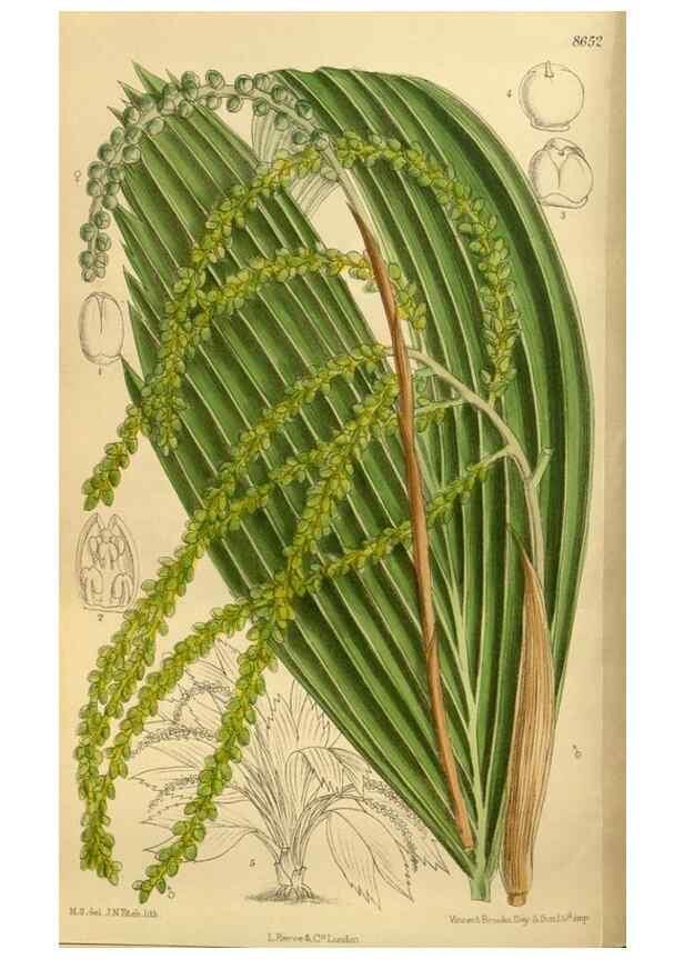 Reproducción/Reproduction 35667453420: Curtis's botanical magazine.. London ; New York [etc.] :Academic Press [etc.]