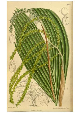 Reproducción/Reproduction 35667453420: Curtis's botanical magazine.. London ; New York [etc.] :Academic Press [etc.]