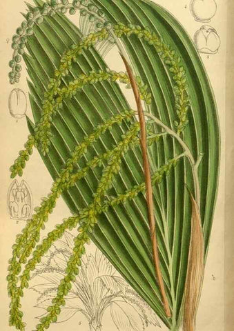 Reproducción/Reproduction 35667453420: Curtis's botanical magazine.. London ; New York [etc.] :Academic Press [etc.]