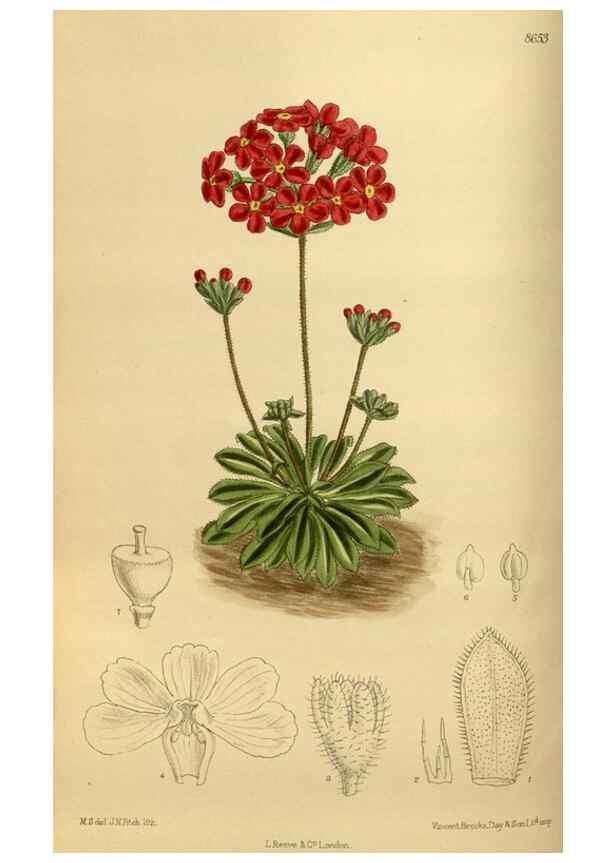 Reproducción/Reproduction 35667455170: Curtis's botanical magazine.. London ; New York [etc.] :Academic Press [etc.]