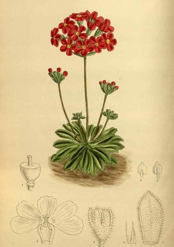 Reproducción/Reproduction 35667455170: Curtis's botanical magazine.. London ; New York [etc.] :Academic Press [etc.]