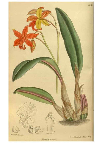Reproducción/Reproduction 35667457050: Curtis's botanical magazine.. London ; New York [etc.] :Academic Press [etc.]