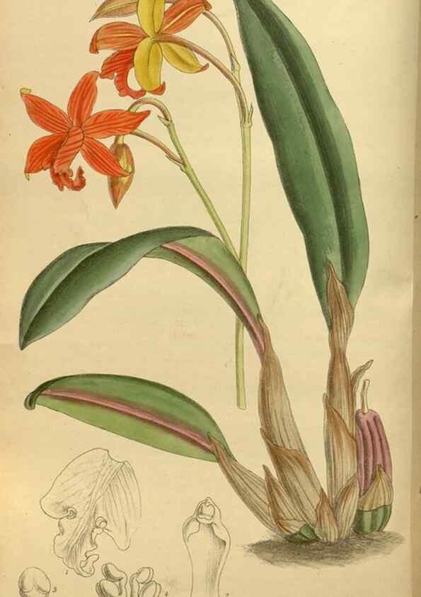 Reproducción/Reproduction 35667457050: Curtis's botanical magazine.. London ; New York [etc.] :Academic Press [etc.]