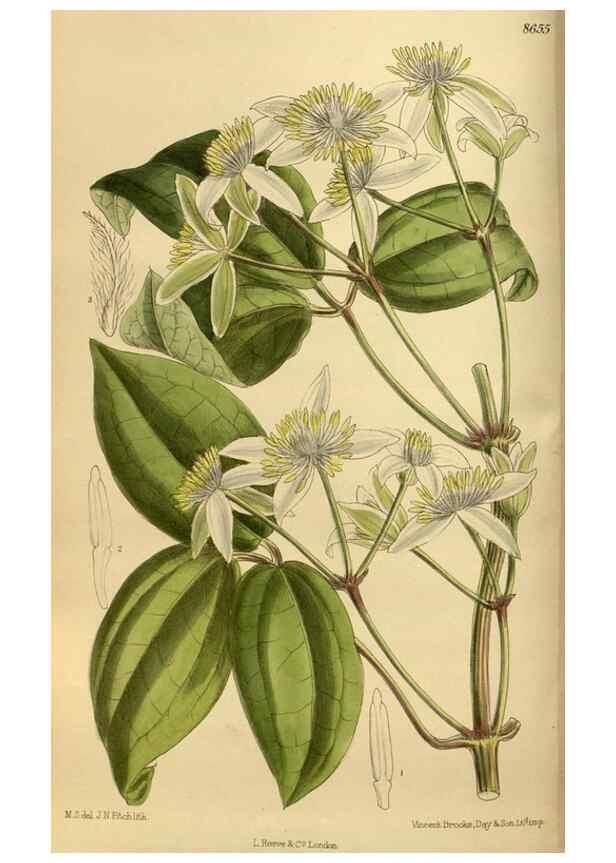 Reproducción/Reproduction 36057099765: Curtis's botanical magazine.. London ; New York [etc.] :Academic Press [etc.]
