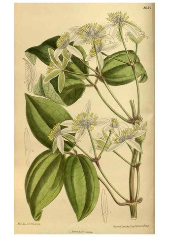 Reproducción/Reproduction 36057099765: Curtis's botanical magazine.. London ; New York [etc.] :Academic Press [etc.]