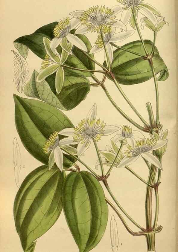 Reproducción/Reproduction 36057099765: Curtis's botanical magazine.. London ; New York [etc.] :Academic Press [etc.]