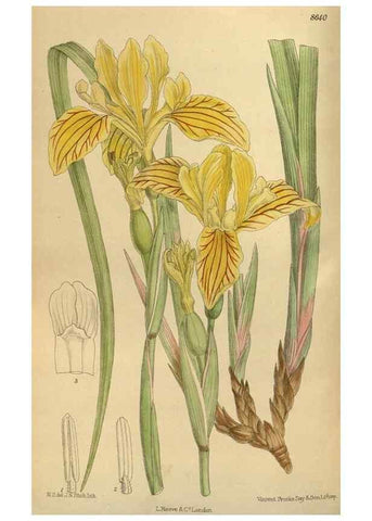 Reproducción/Reproduction 35923572171: Curtis's botanical magazine.. London ; New York [etc.] :Academic Press [etc.]