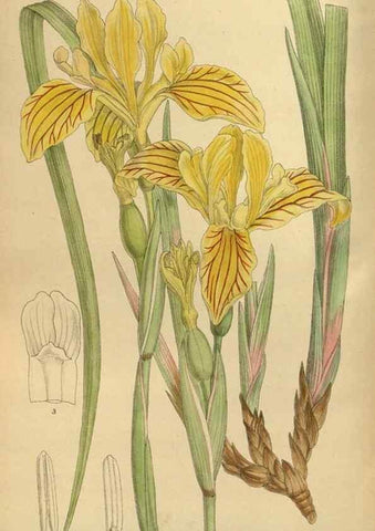 Reproducción/Reproduction 35923572171: Curtis's botanical magazine.. London ; New York [etc.] :Academic Press [etc.]