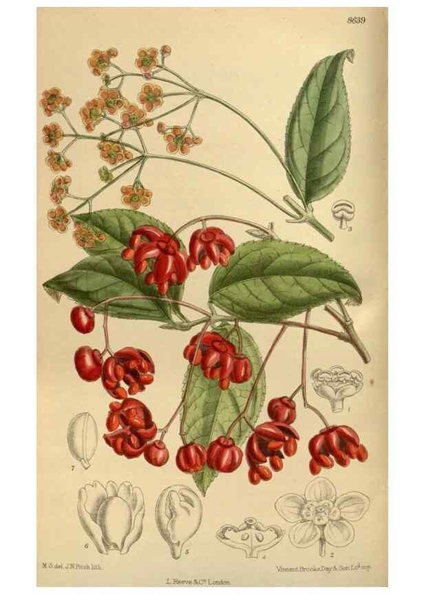 Reproducción/Reproduction 35248106923: Curtis's botanical magazine.. London ; New York [etc.] :Academic Press [etc.]