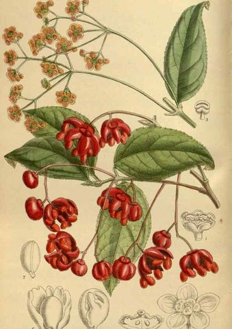 Reproducción/Reproduction 35248106923: Curtis's botanical magazine.. London ; New York [etc.] :Academic Press [etc.]