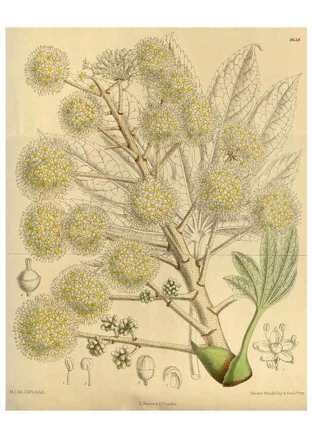 Reproducción/Reproduction 35667379760: Curtis's botanical magazine.. London ; New York [etc.] :Academic Press [etc.]