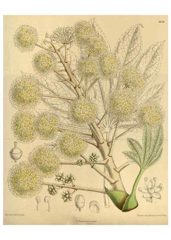 Reproducción/Reproduction 35667379760: Curtis's botanical magazine.. London ; New York [etc.] :Academic Press [etc.]
