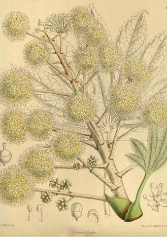 Reproducción/Reproduction 35667379760: Curtis's botanical magazine.. London ; New York [etc.] :Academic Press [etc.]