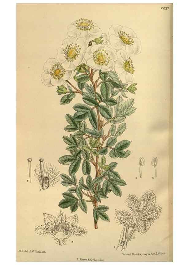 Reproducción/Reproduction 35923561721: Curtis's botanical magazine.. London ; New York [etc.] :Academic Press [etc.]