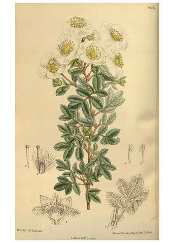 Reproducción/Reproduction 35923561721: Curtis's botanical magazine.. London ; New York [etc.] :Academic Press [etc.]