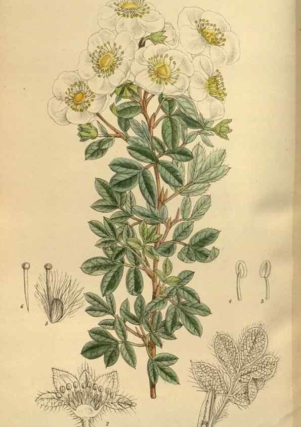 Reproducción/Reproduction 35923561721: Curtis's botanical magazine.. London ; New York [etc.] :Academic Press [etc.]