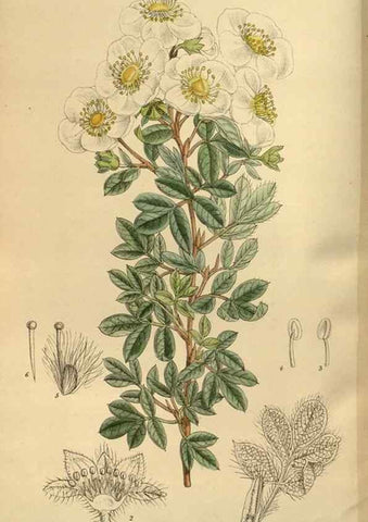Reproducción/Reproduction 35923561721: Curtis's botanical magazine.. London ; New York [etc.] :Academic Press [etc.]