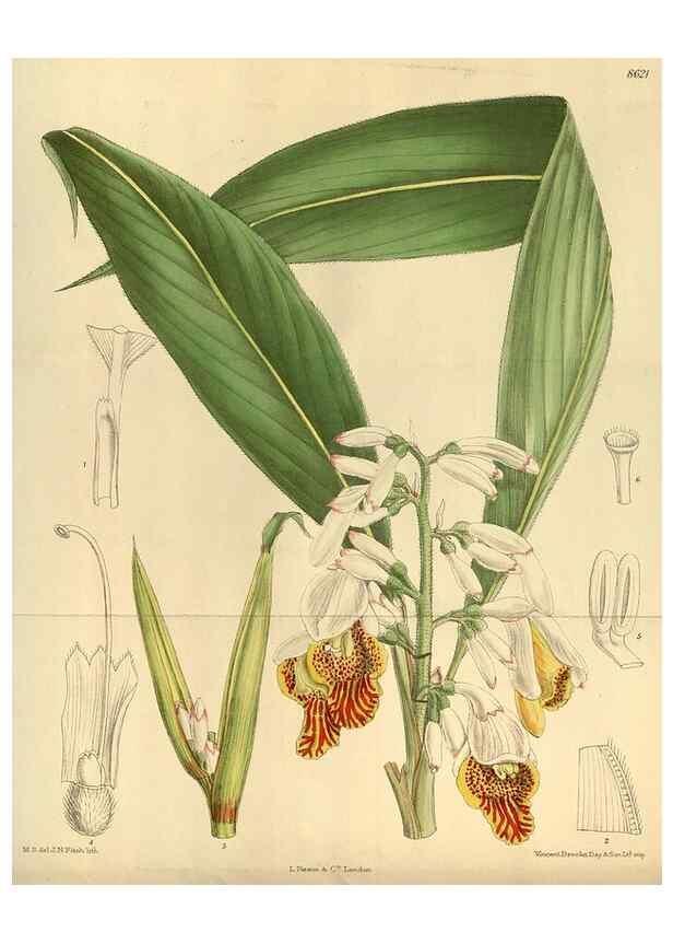 Reproducción/Reproduction 35217377074: Curtis's botanical magazine.. London ; New York [etc.] :Academic Press [etc.]
