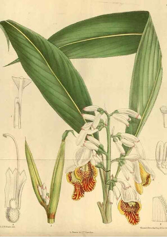 Reproducción/Reproduction 35217377074: Curtis's botanical magazine.. London ; New York [etc.] :Academic Press [etc.]