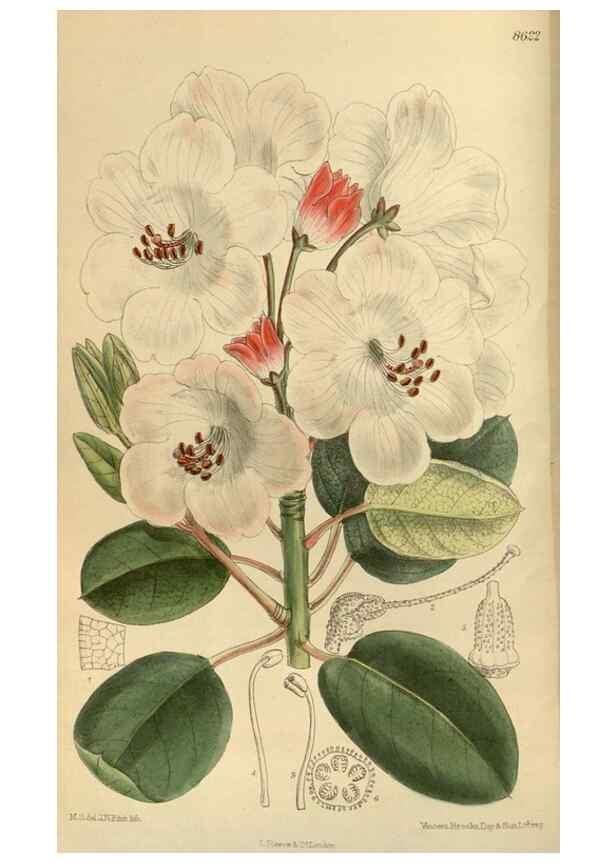 Reproducción/Reproduction 35885659152: Curtis's botanical magazine.. London ; New York [etc.] :Academic Press [etc.]