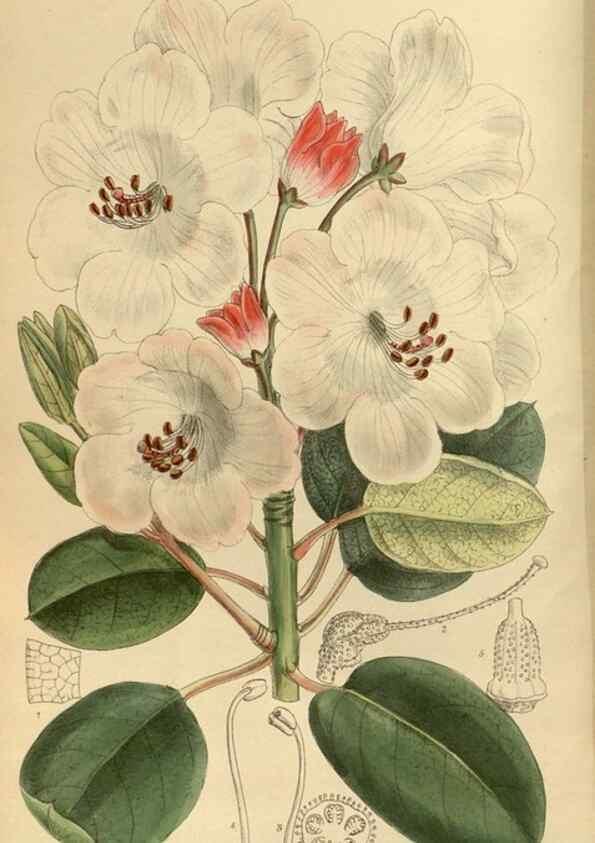 Reproducción/Reproduction 35885659152: Curtis's botanical magazine.. London ; New York [etc.] :Academic Press [etc.]