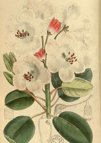Reproducción/Reproduction 35885659152: Curtis's botanical magazine.. London ; New York [etc.] :Academic Press [etc.]