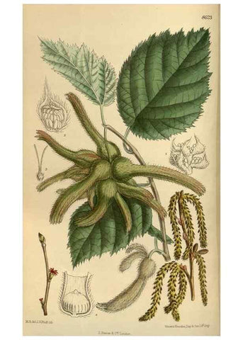 Reproducción/Reproduction 35885660262: Curtis's botanical magazine.. London ; New York [etc.] :Academic Press [etc.]